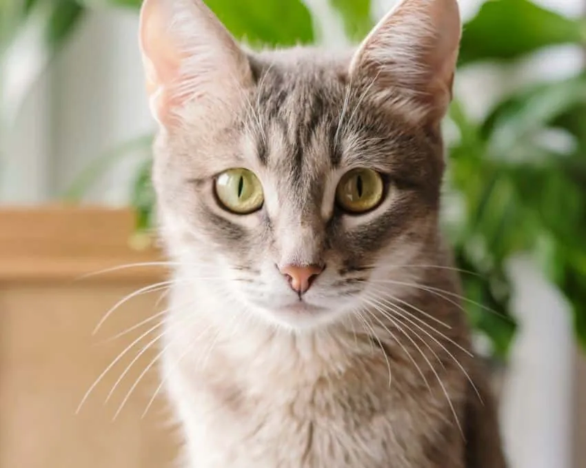 Close-up portrait of a gray striped domestic cat sitting on a window around houseplants.