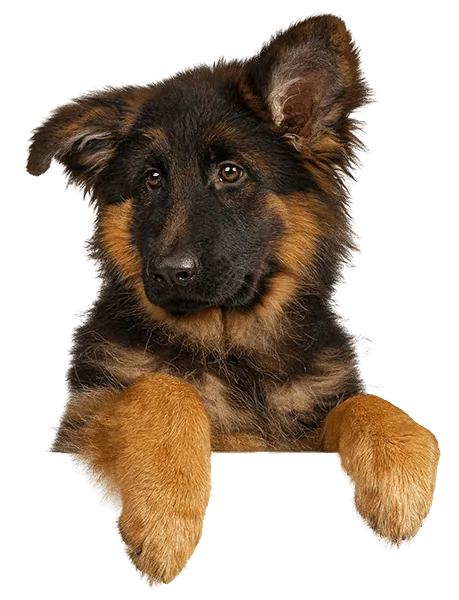 German shepherd puppy