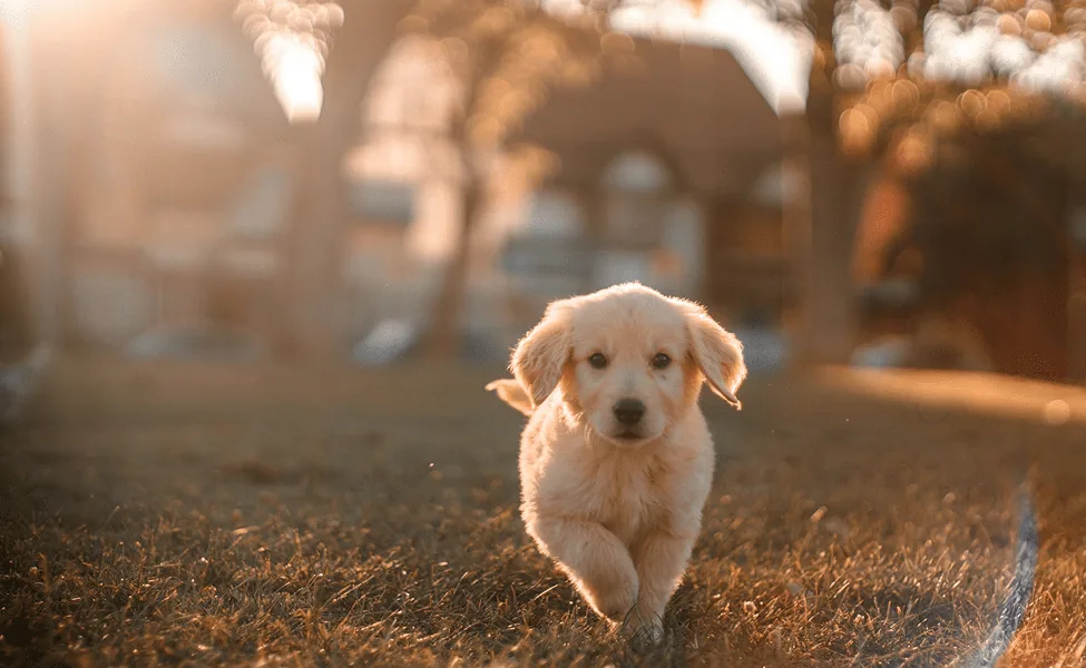 Rectangle 24 Happy golden retriever puppy enjoying the park