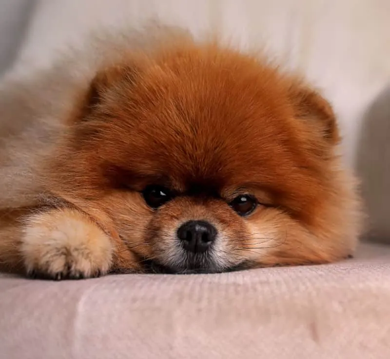 A small cute pomeranian dog sits in a chair.