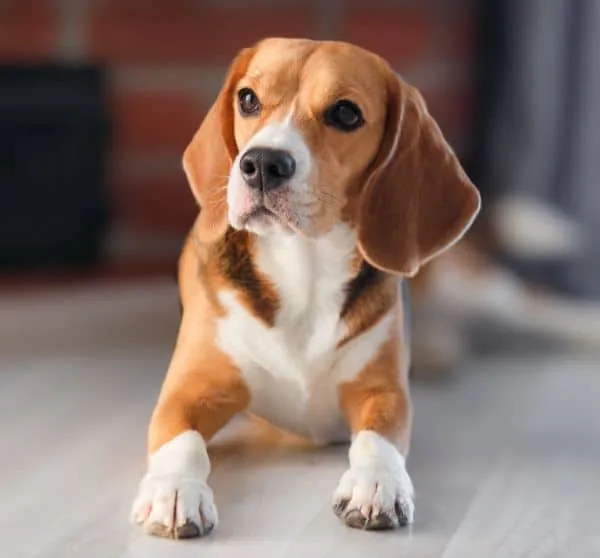 Cute beagle dog laying down in floor