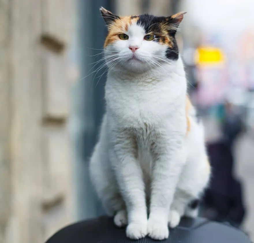 beautiful cross eyed cat portrait