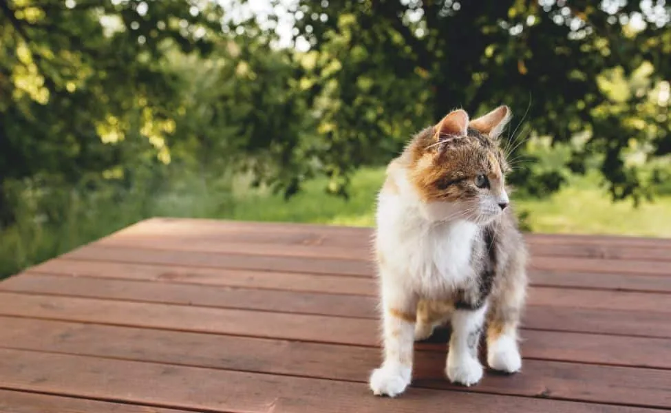 Beautiful tricolor cat walking on a brown wooden terrace outdoor with blurred green background. Happy standing cat. Concept of healthy and happy pet animal with green eyes