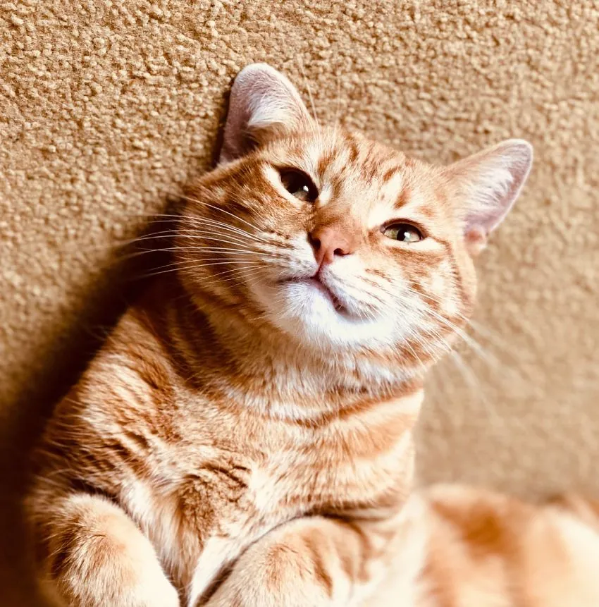 cute ginger tabby cat