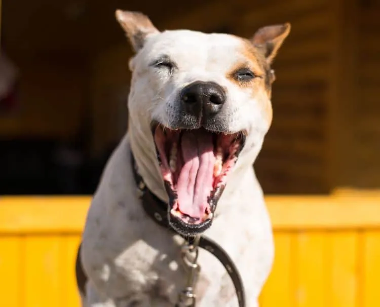 Pitbull yawning