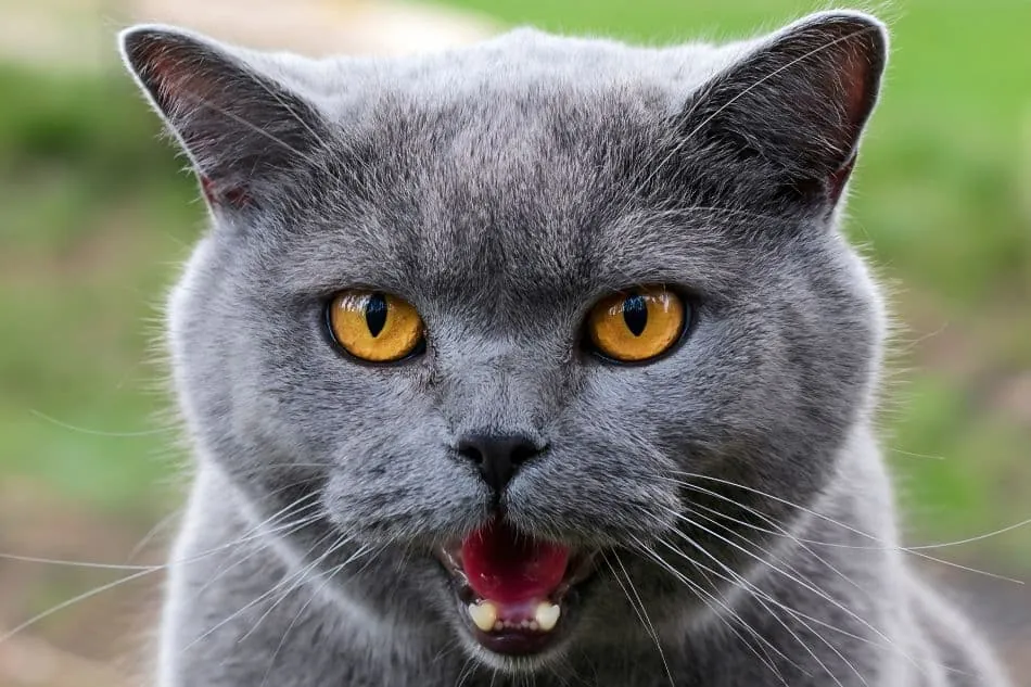 Expressive portrait of a British shorthair looking at the camera. A beautiful home cat with big yellow eyes and an open mouth with fangs outdoors in summer.