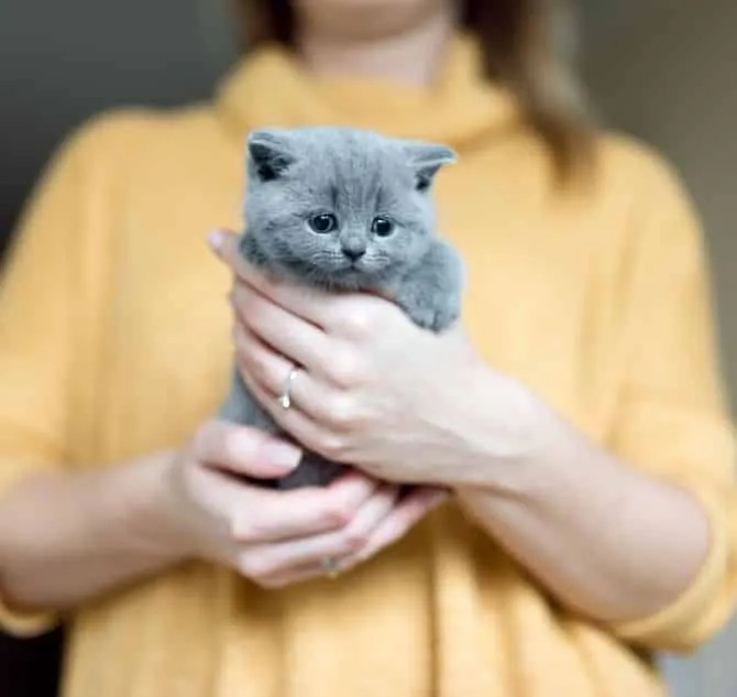 Grey adorable kitty held by a woman