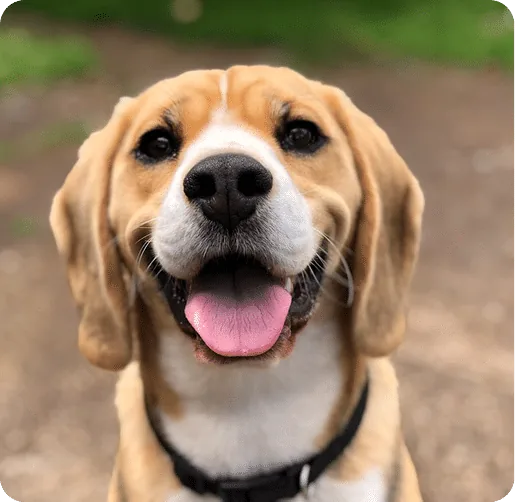 Happy beagle dog