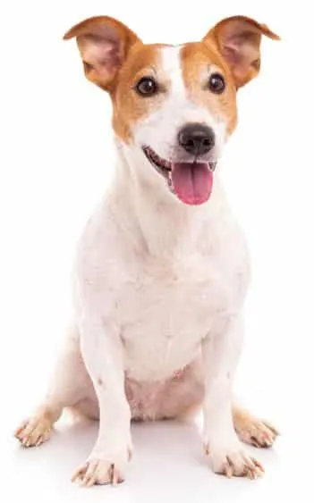 Jack Russell Terrier, isolated on white background at studio
