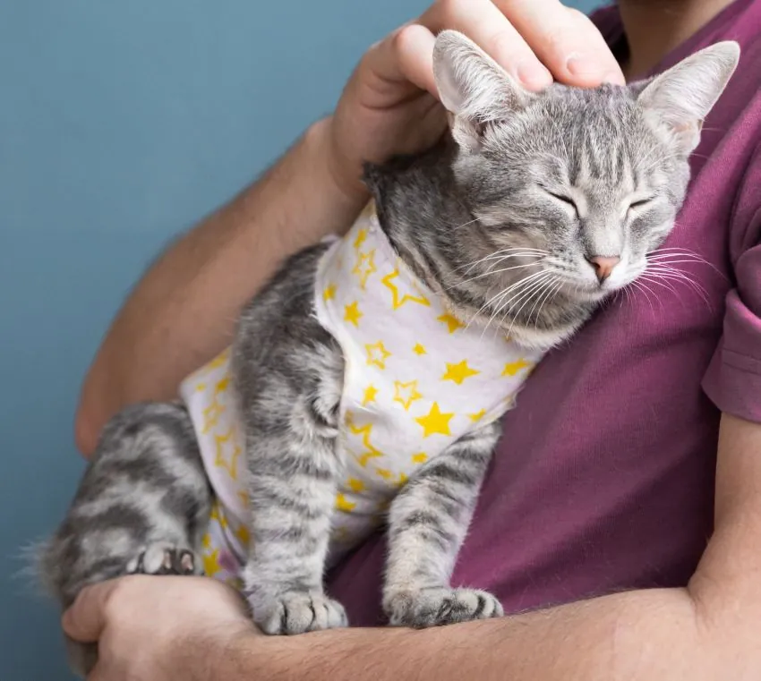 Pet sterilization concept. Adorable kitty portrait in special suit bandage recovering after surgery