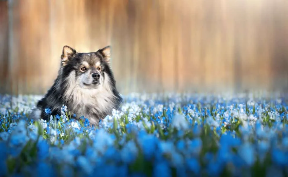Portrait of Finnish Lapphund dog