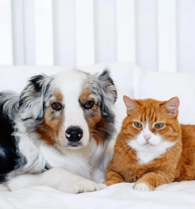 Red Cat and Gray Dog Lying Together on the Bed