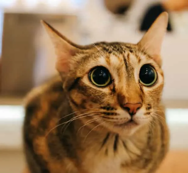 Tabby Brown Stripped cat being curious with big beautiful eyes looking away at home