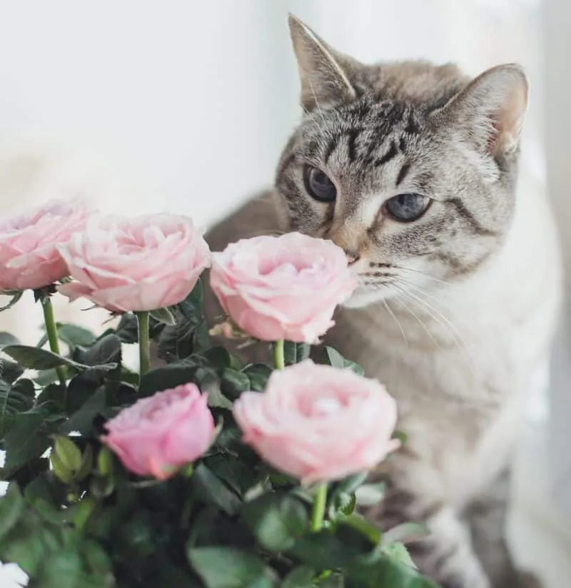 thai tabby cat with blue and slanting eyes