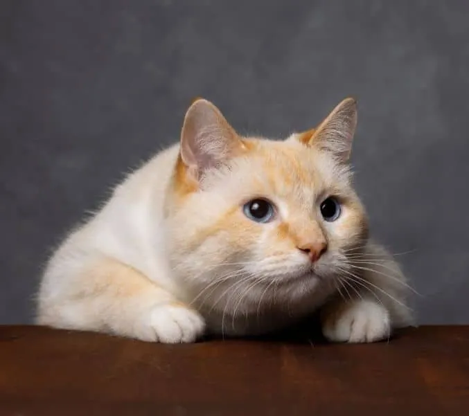 The cat is ready to jump, attentive look, gray background