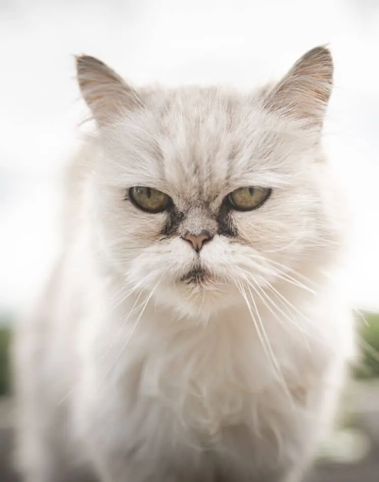 White persian cat with black Tear Stains under eyes.