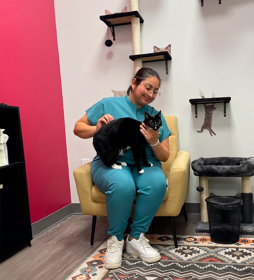 Veterinary staff member holding a small tan and white dog in the exam room