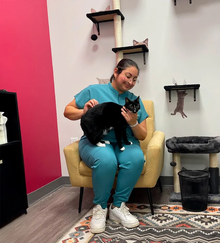 Veterinary staff member holding a small tan and white dog in the exam room