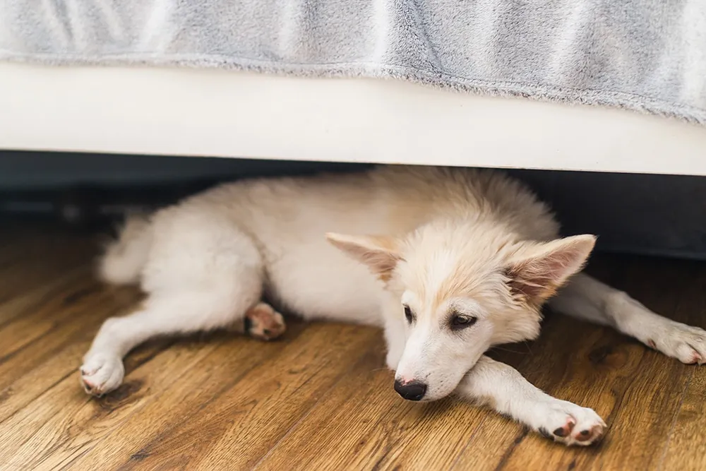 Consejos de Seguridad para Mascotas en el 4 de Julio