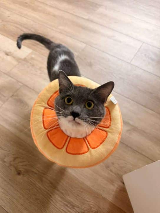 Cat wearing an orange flower-shaped recovery cone after surgery