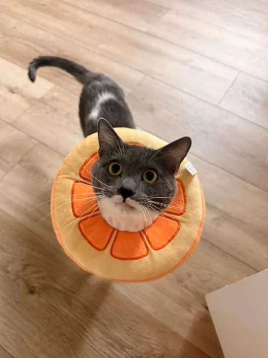 Cat wearing an orange flower-shaped recovery cone after surgery
