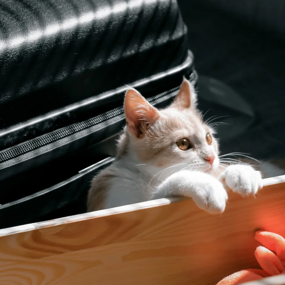 White and brown cat peering over a car window ledge