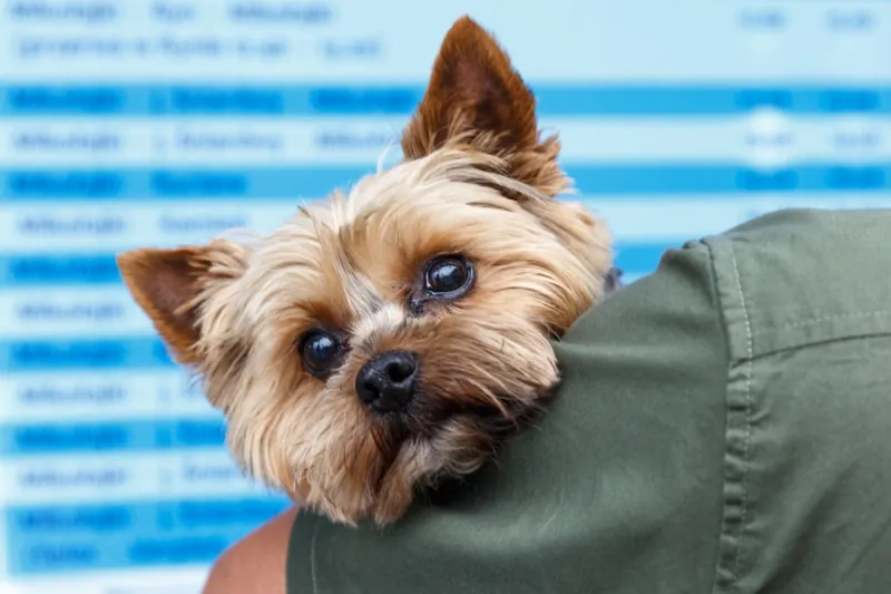 Person holding a tan and white small dog over their shoulder at the beach