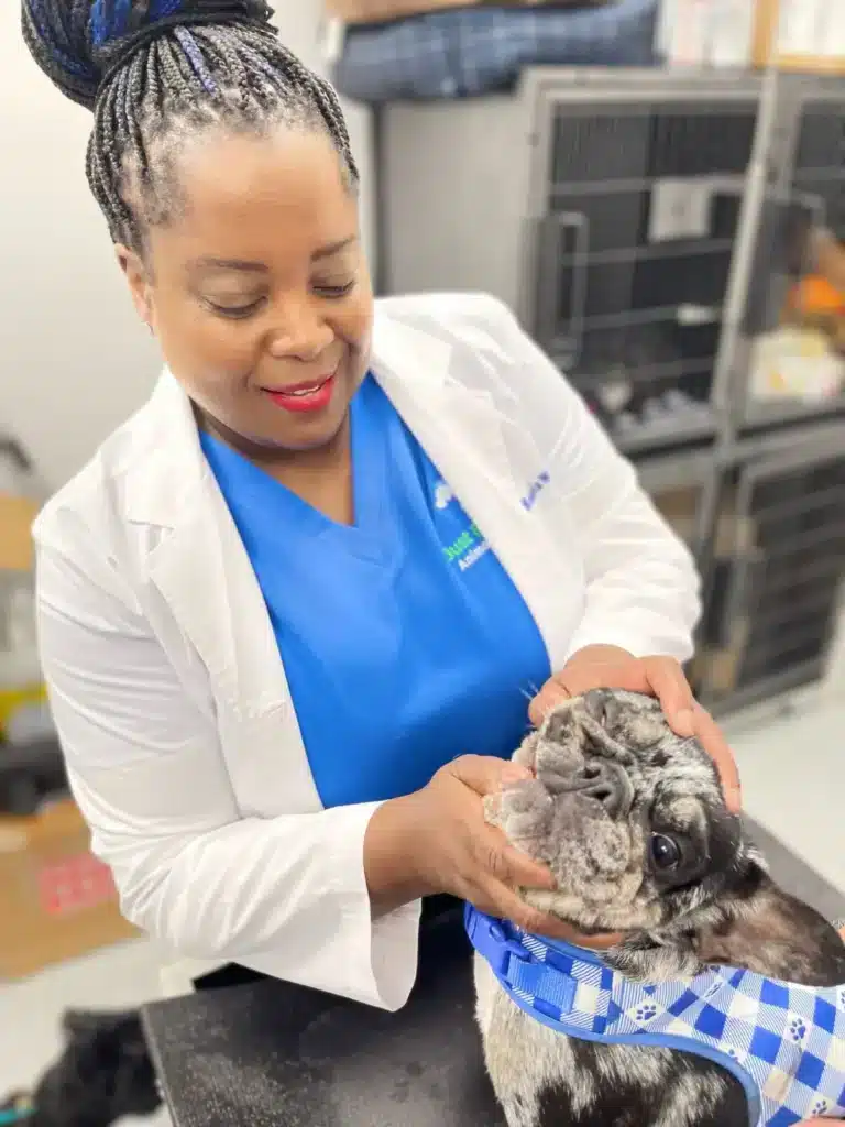 veterinary medic checking dog fang