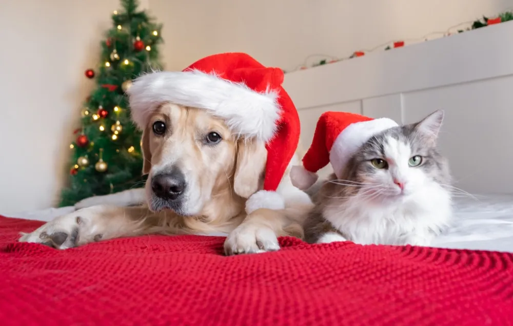 Consejos de Seguridad para Mantener Felices y Saludables a tus Mascotas durante las Fiestas