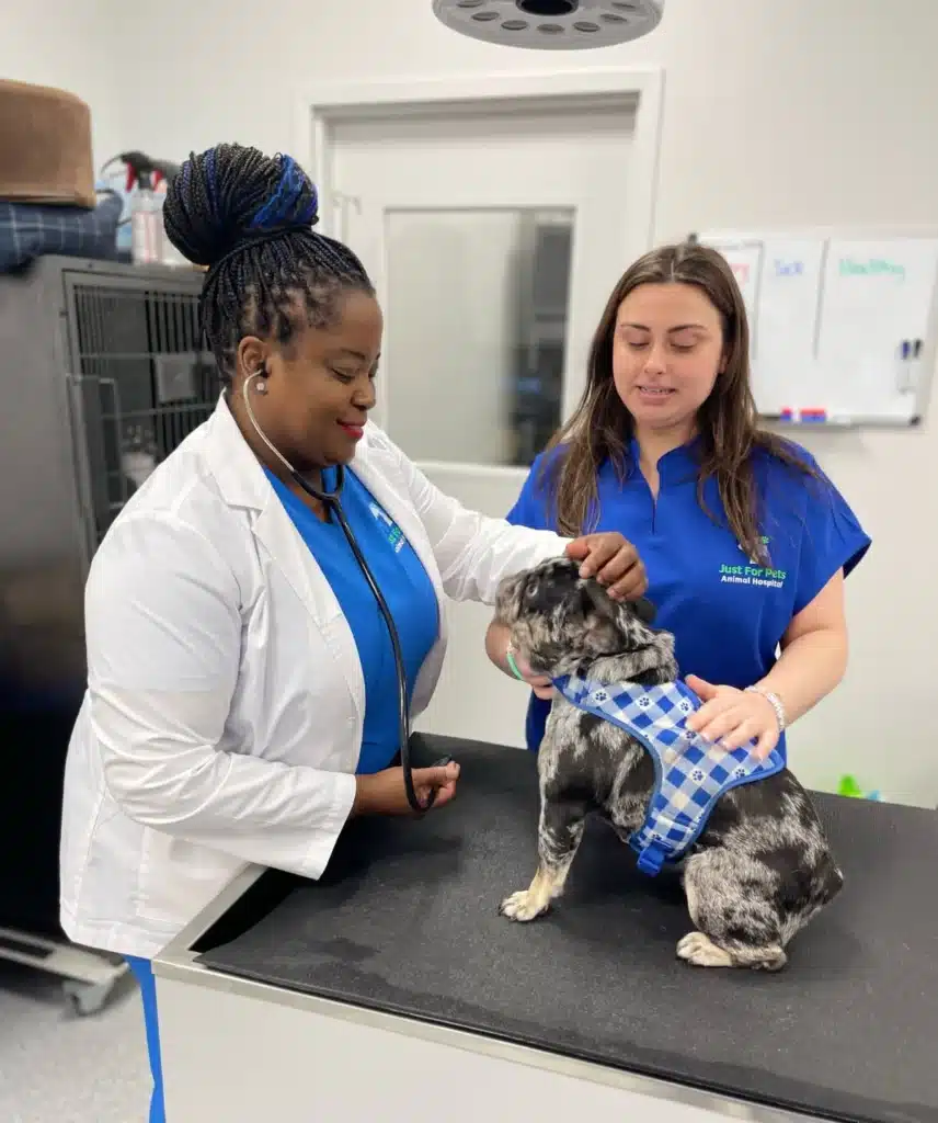 bulldog being attended