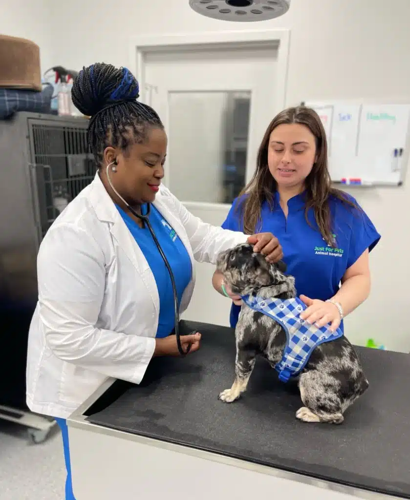 Veterinary medic holding a dog