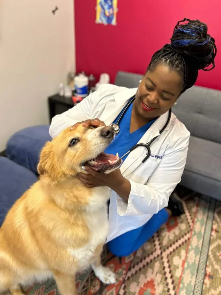 Cuidado Dental y Prevención de Enfermedades para Mascotas