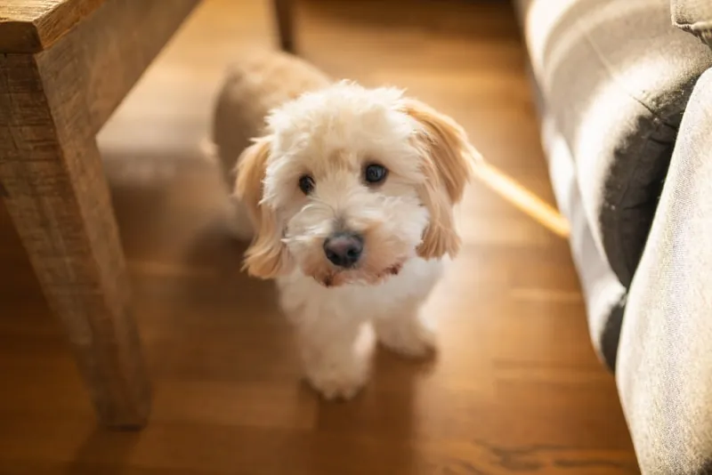 maltipoo puppy standing on wooden floor looking up