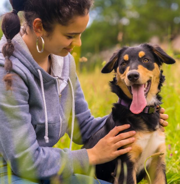 A cute dog sitting on a sunny spring day in a flower meadow with his mouth open and his tongue sticking out. Border Collie, Pitbull and Boxer mix puppy. caressed by the owner