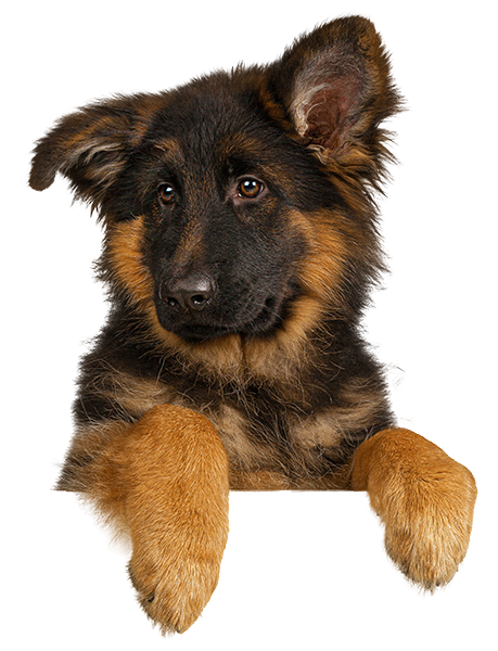 Cute german shepherd puppy