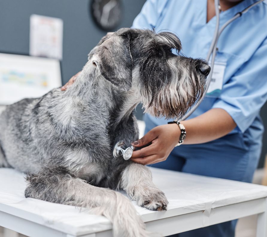 Side view of gray standard schnauzer dog lying on examination table while female veterinarian in blue scrubs listening to heart with stethoscope in clinic