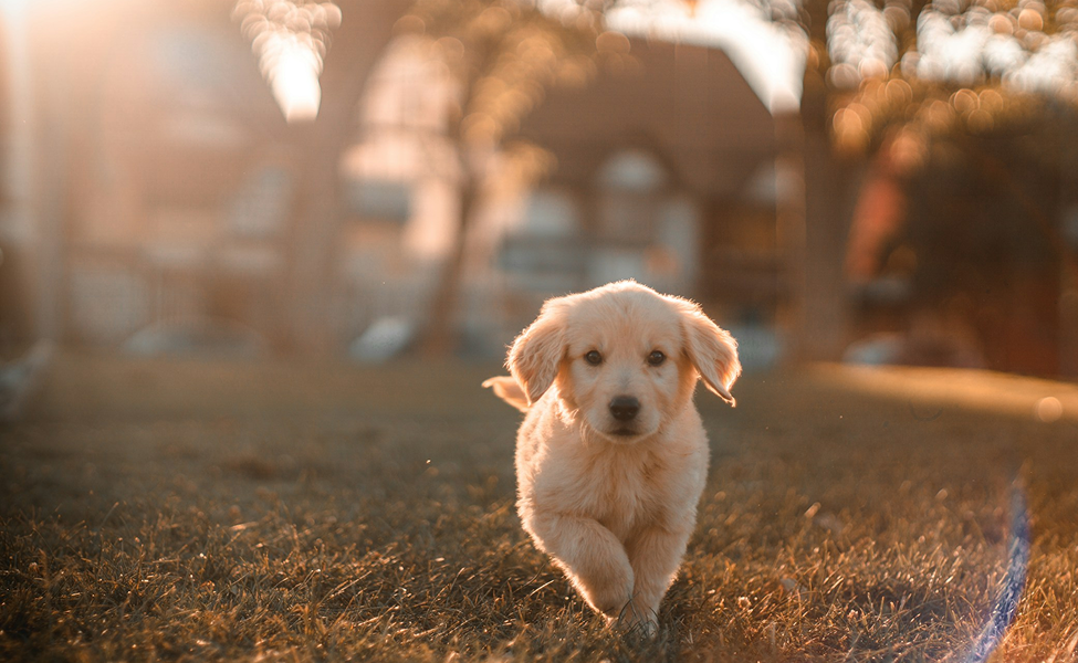 Happy golden retriever puppy enjoying the park