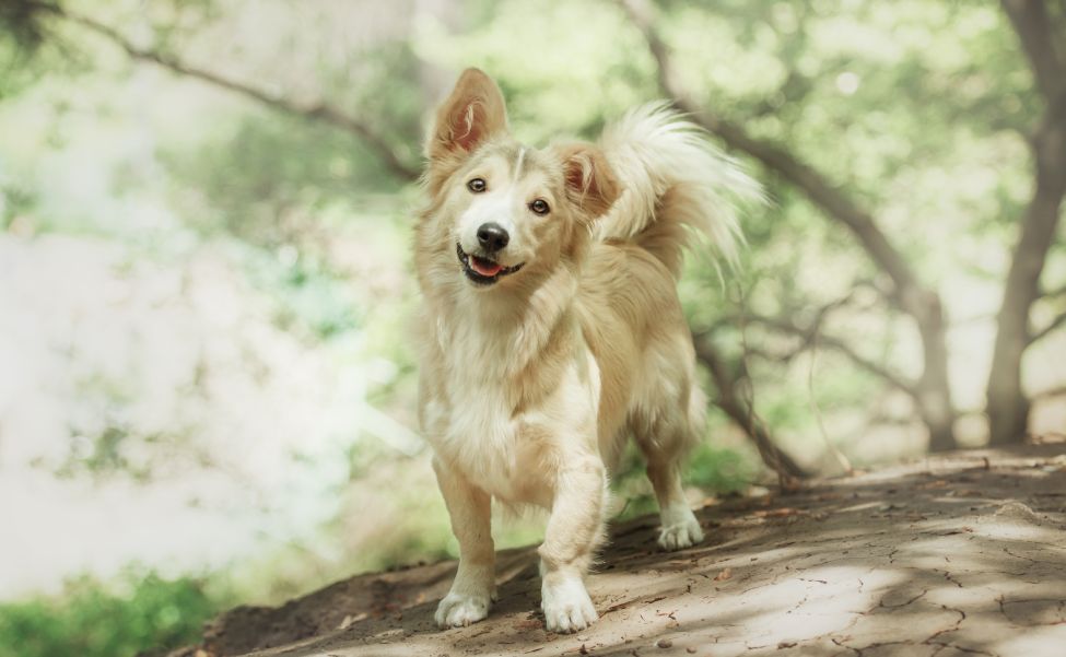 a mixed breed dog on a walk dog in the forest