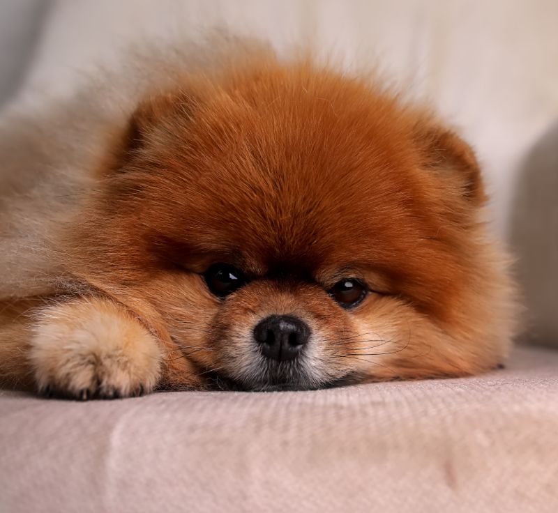 A small cute pomeranian dog sits in a chair.