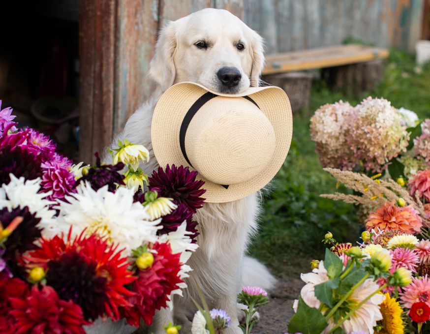 A white Labrador retriever sits and holds a hat in his mouth