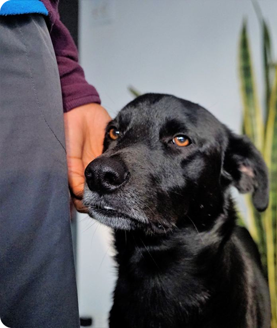 owner pets dog at home