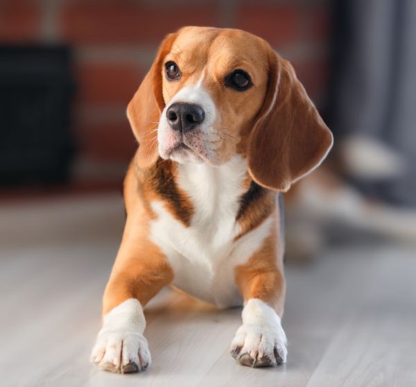 Cute beagle dog laying down in floor