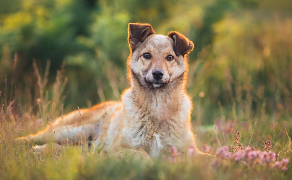 Beautiful adopted dog in a sunset light.