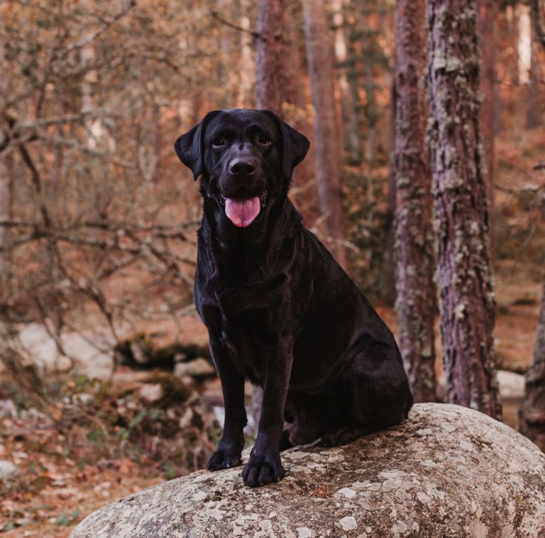 beautiful black labrador sitting on a rock among brown leaves in the mountain.