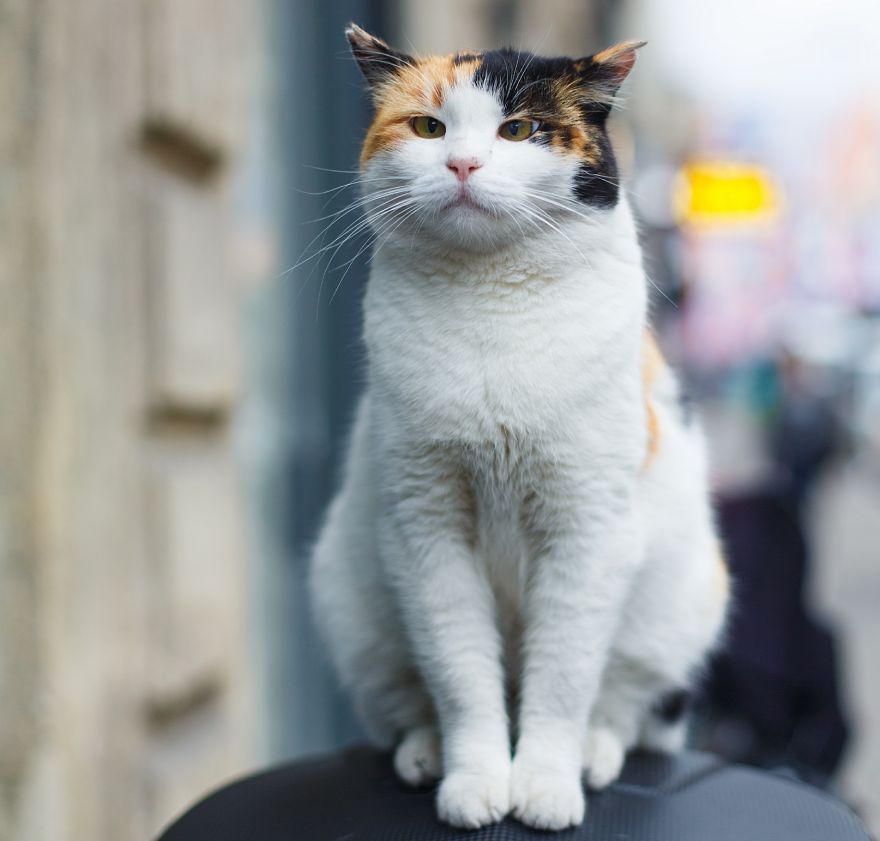 beautiful cross eyed cat portrait