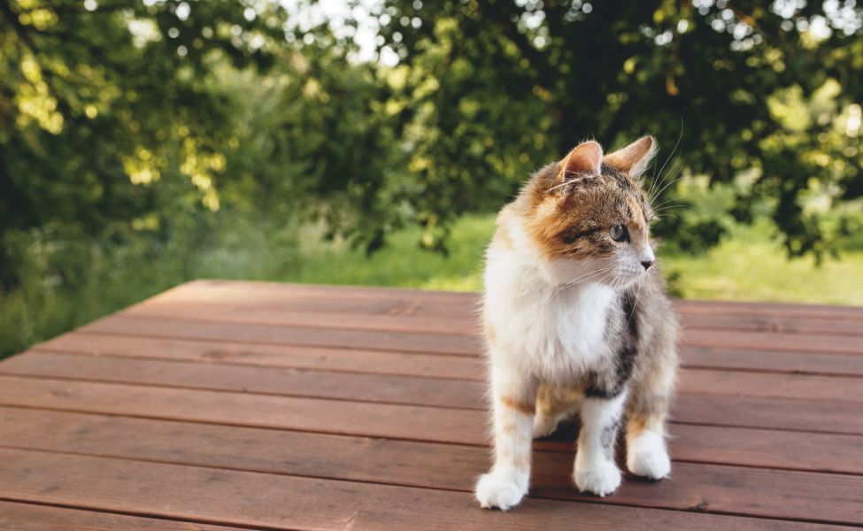 Beautiful tricolor cat walking on a brown wooden terrace outdoor with blurred green background. Happy standing cat. Concept of healthy and happy pet animal with green eyes