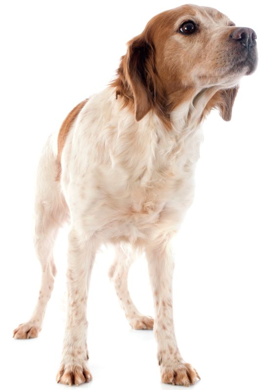 portrait of a brittany spaniel in front of white background