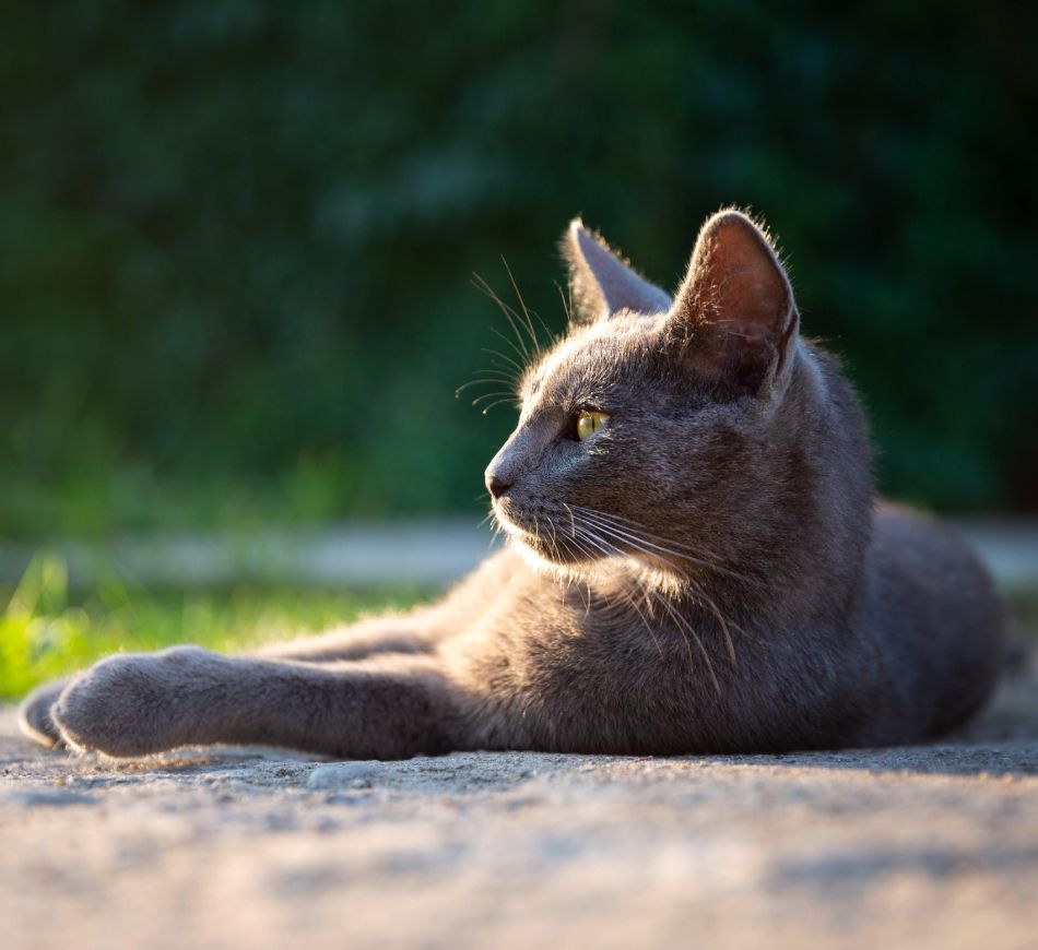 Cat relaxing in the sun light