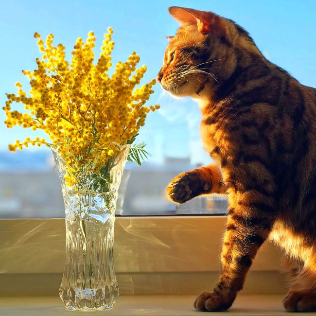 cat with flowers by the window