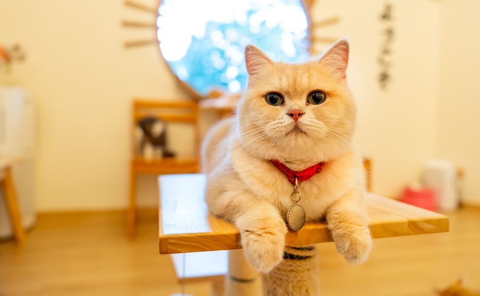 Cat with light brown color and look soft fur lie down on table and look at camera with relax position in front of glass window in the house.